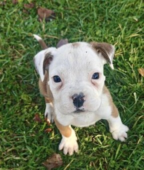 Śliczna sunia rasy Bokser