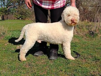 Lagotto Romagnolo - 1