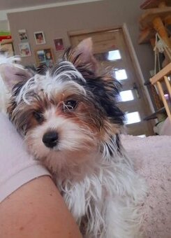 Yorkshire terrier xs