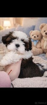 Piesek Shih Tzu