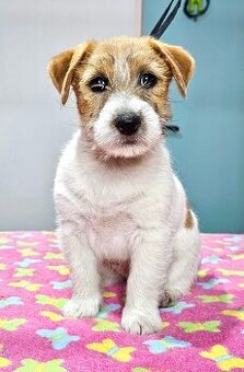 Jack Russell Terrier FCI ZKWP