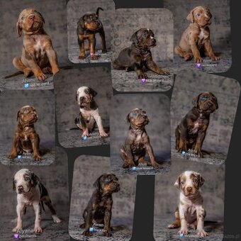 Louisiana Catahoula Leopard Dog