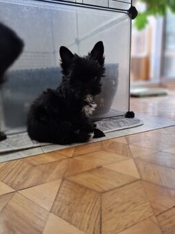 Yorkshire terrier czarny xs