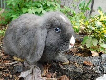 Samiczka niebieska baranka mini lop