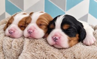 Cavalier King Charles spaniel  piesek