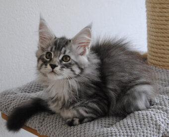 Śliczny srebrzysty kocurek maine coon