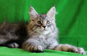 Śliczny srebrzysty kocurek maine coon