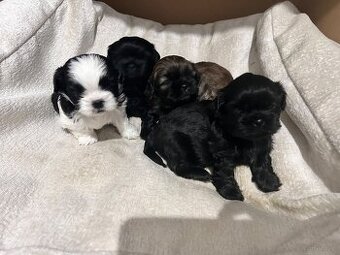 Szczeniaki shih-tzu
