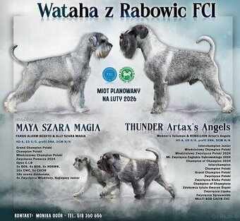 sznaucer średni pieprz i sół