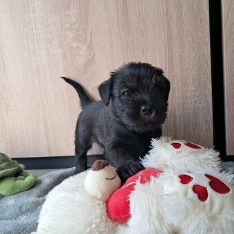 samiec-sznaucer średni pieprz i sół