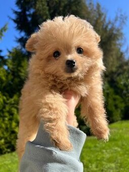 Piesek Pomapoo Maltipoo Miniaturka puchaty miś pies z rodowo