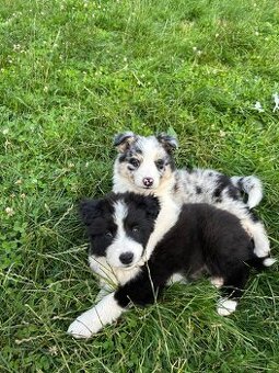 Szczeniaki border collie
