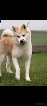 Akira japońska czerwona