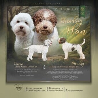 Lagotto romagnolo -szczenięta ur. 19.03.2025 r.