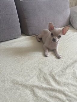 Piesek chihuahua