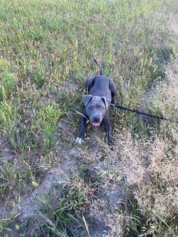 Pieski Pitbull