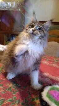 Celinka MaineCoon