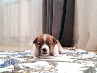 Choco Jack Russell Terrier ZKwP FCI