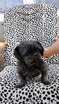 Sprzedam Shih tzu