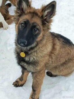 Suczka owczarek niemiecki długowłosy