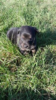 Oddam w dobre ręce cztery małe kundelki z wrześniowego miotu