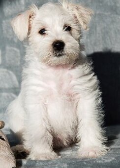 Amerykański sznaucer miniaturowy kolorowy