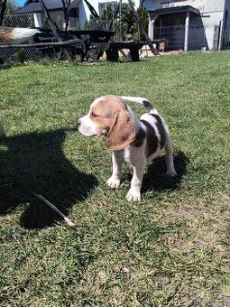 Beagle