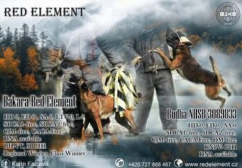 Owczarek belgijski malinois z rodowodem FCI