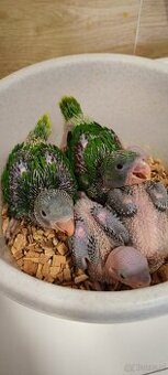 Alwksandretty wielke, kakadu ruzove