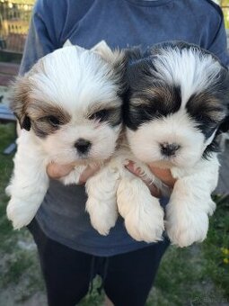 Suczki shih -tzu