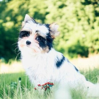 York Biewer - przepiękny rodowó 5 pokoleń. Cudeńko.