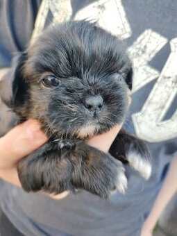 Shih-tzu