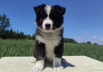 Piękny czarno-biały Border Collie, pies ZAFIR z hodowli, peł
