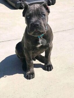 Szczenięta Cane Corso na sprzedaż