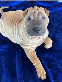 Hodowla rasy shar pei Red Folds przed. szczeniąt ur.22.06.20