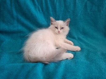 Rodowodowe kocięta Ragdoll - gotowe do zamieszkania