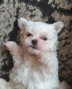 Maltańczyki szczeniaki , maltańczyk