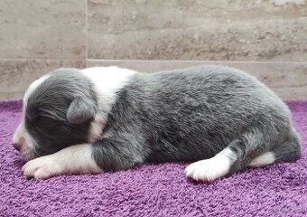 Rasowy Pies Border Collie - Szczeniak WINTER z pełną dok. z