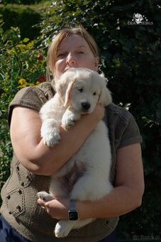 Sprzedam psa golden retriever ZkwP/FCI