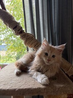 Maine Coon – wyjątkowe kocurki szukają kochających