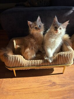 Maine Coon – wyjątkowe kocurki szukają kochających