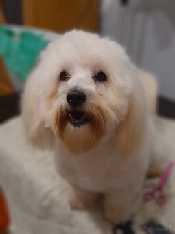 Coton de tulear pies dorosły