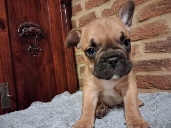 Buldog Francuski pieski