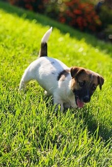 Jack Russell Terrier - suczka - nie do hodowli