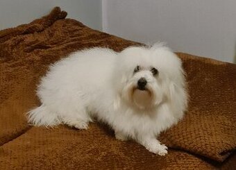 Coton de tulear suka dorosła