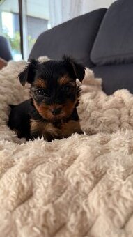 Suczki rasy yorkshire terrier