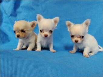 Śliczne malutkie chihuahua