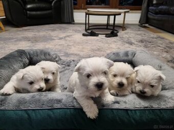 West highland white terrier