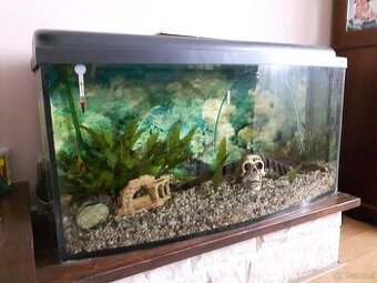 Sprzedam akwarium razem z dobytkiem