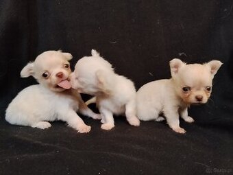 Chihuahua szczeniaczki sliczne